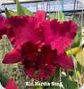 Rlc. Nardia Song